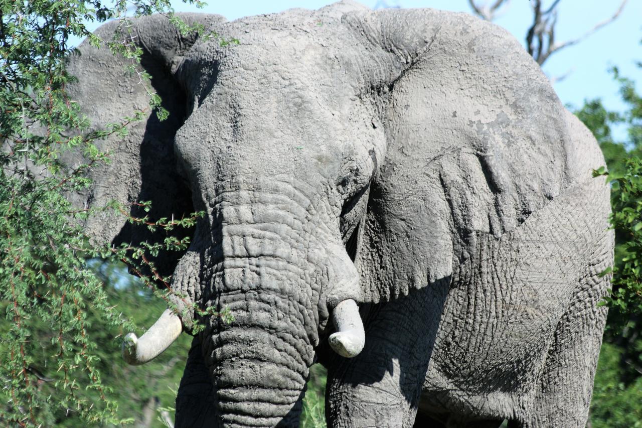 Island Safari Lodge Maun Chambre photo